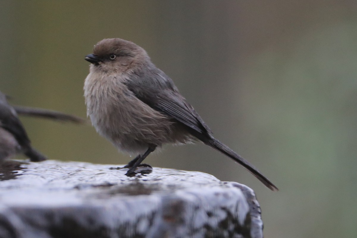 Bushtit - ML620498971