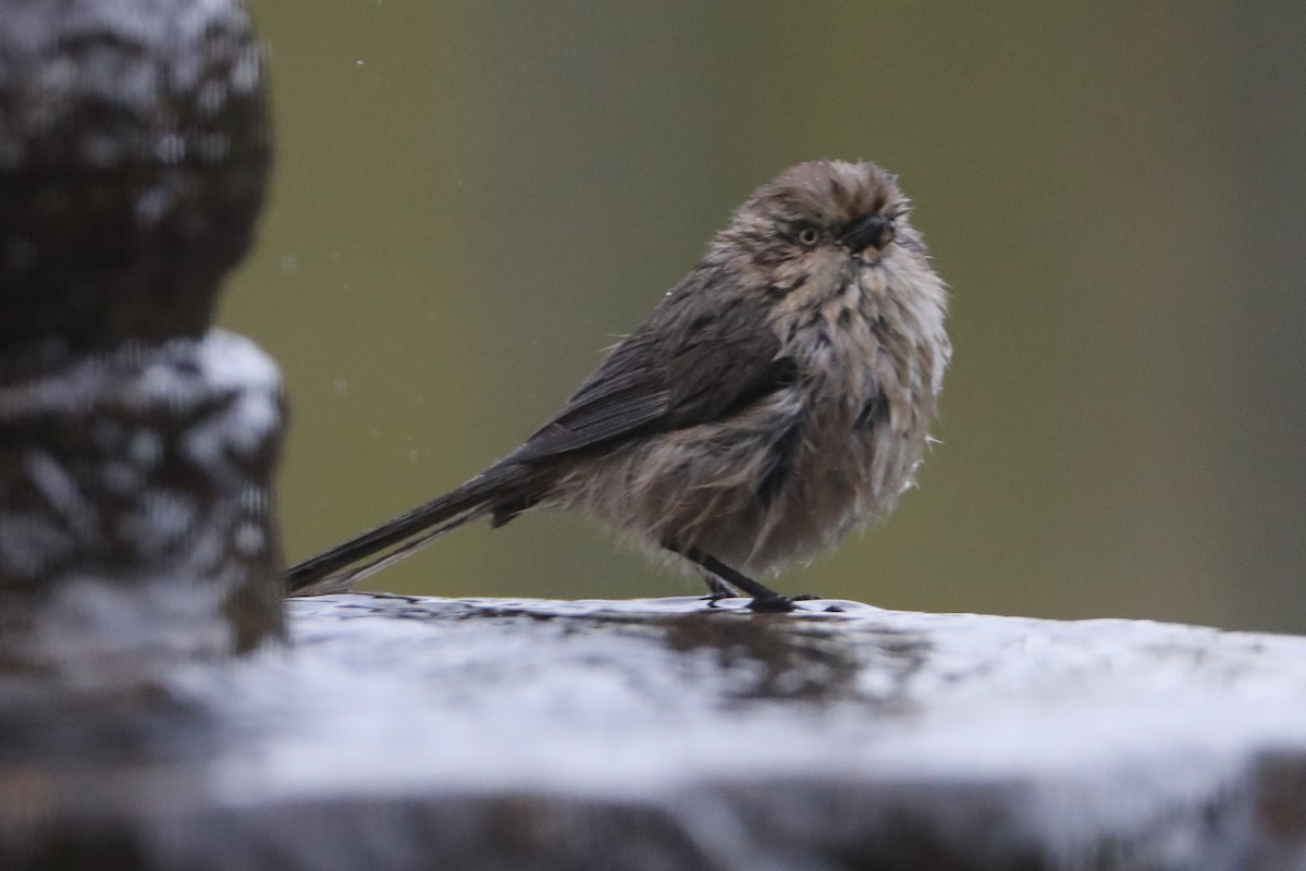 Bushtit - ML620498973