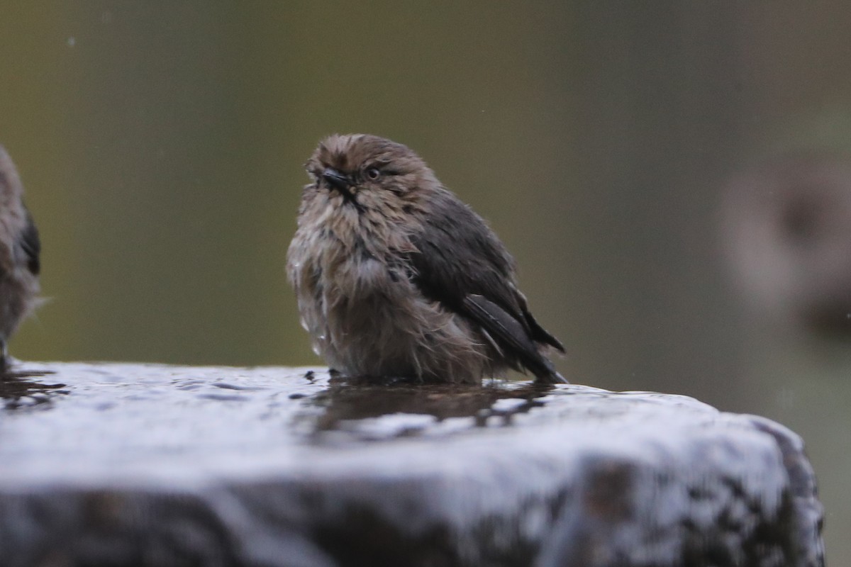 Bushtit - ML620498974