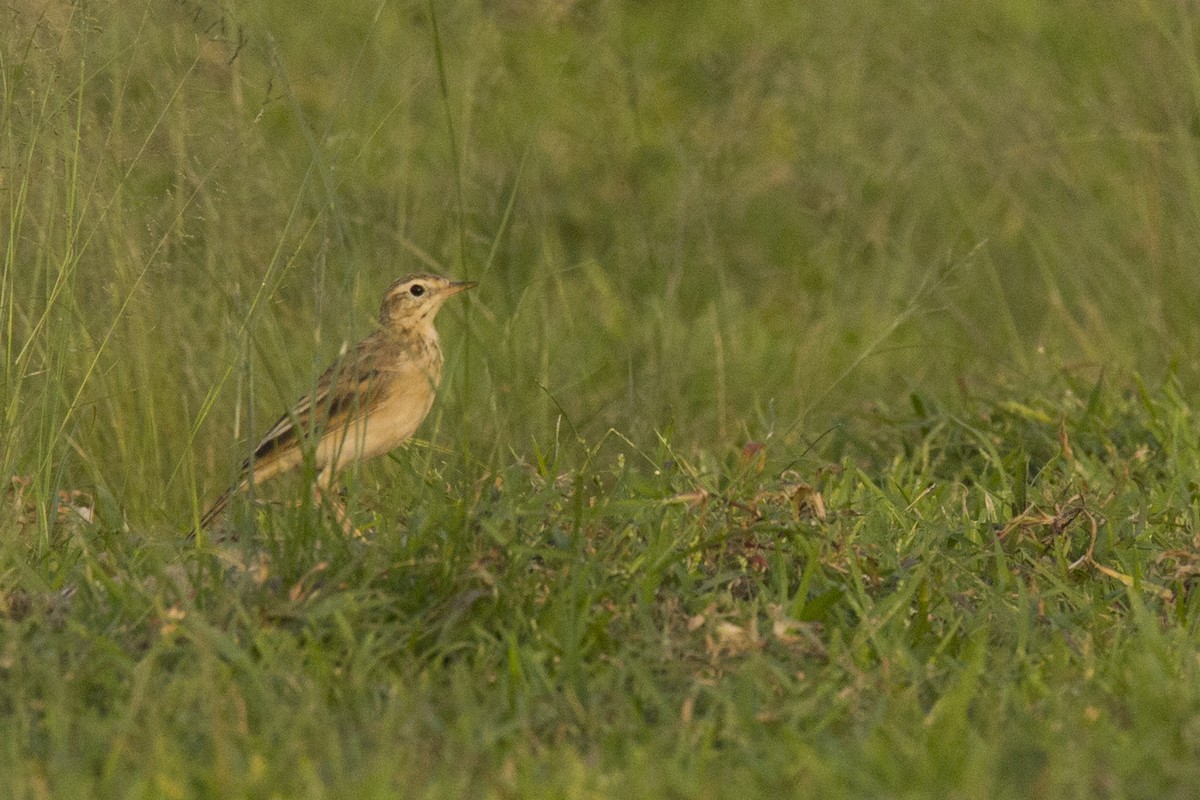 Paddyfield Pipit - ML620498981