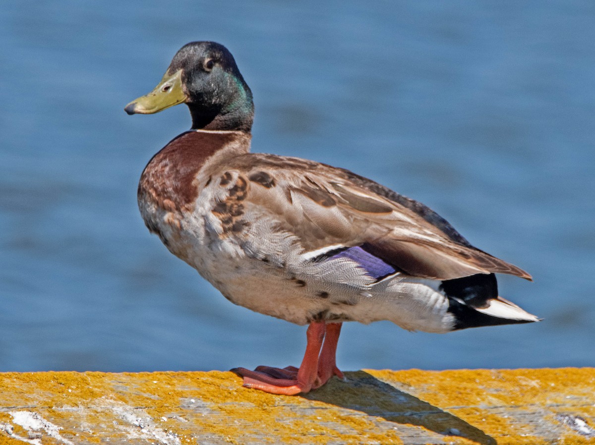 Mallard - ML620498983