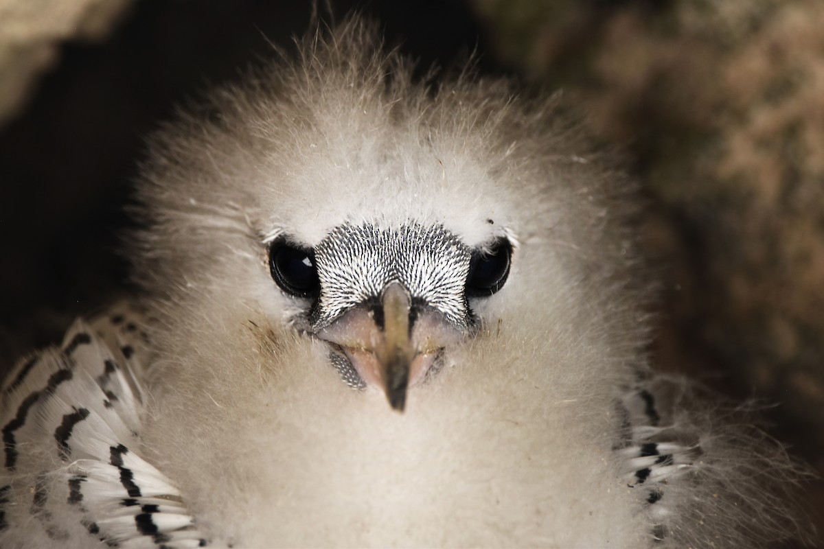 White-tailed Tropicbird - ML620498985