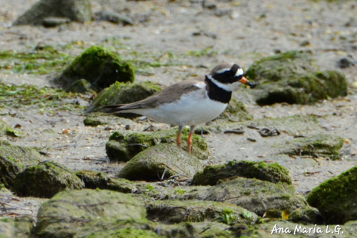 Common Ringed Plover - ML620498988