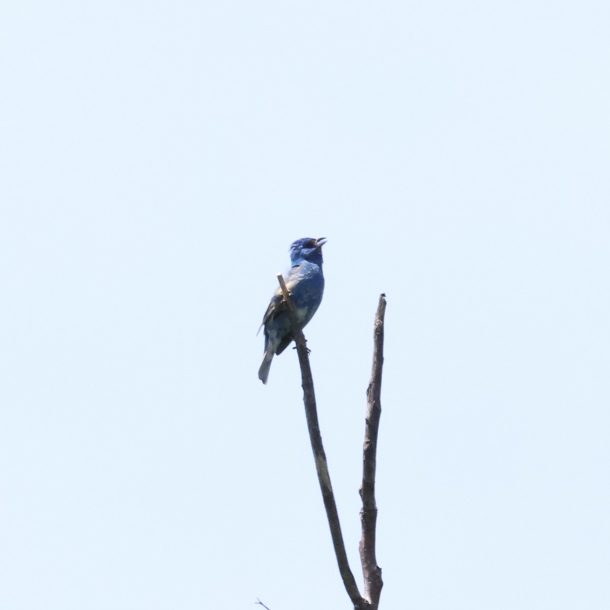 Passerin indigo - ML620498994