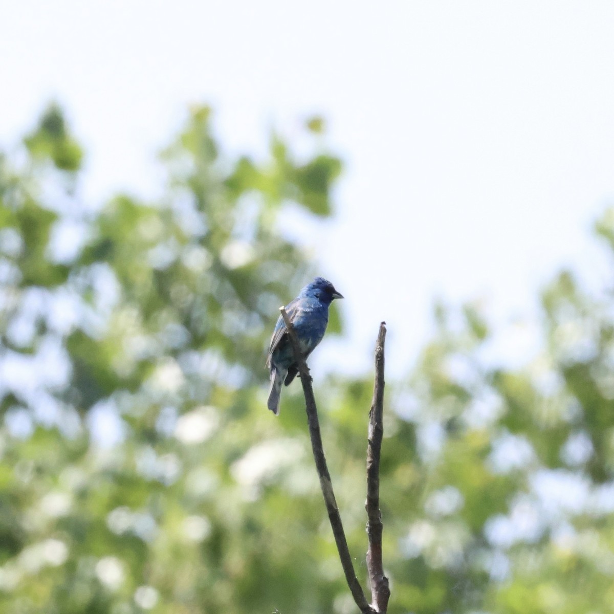 Indigo Bunting - ML620498995