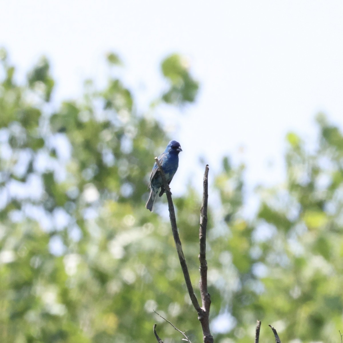 Indigo Bunting - Parsley Steinweiss