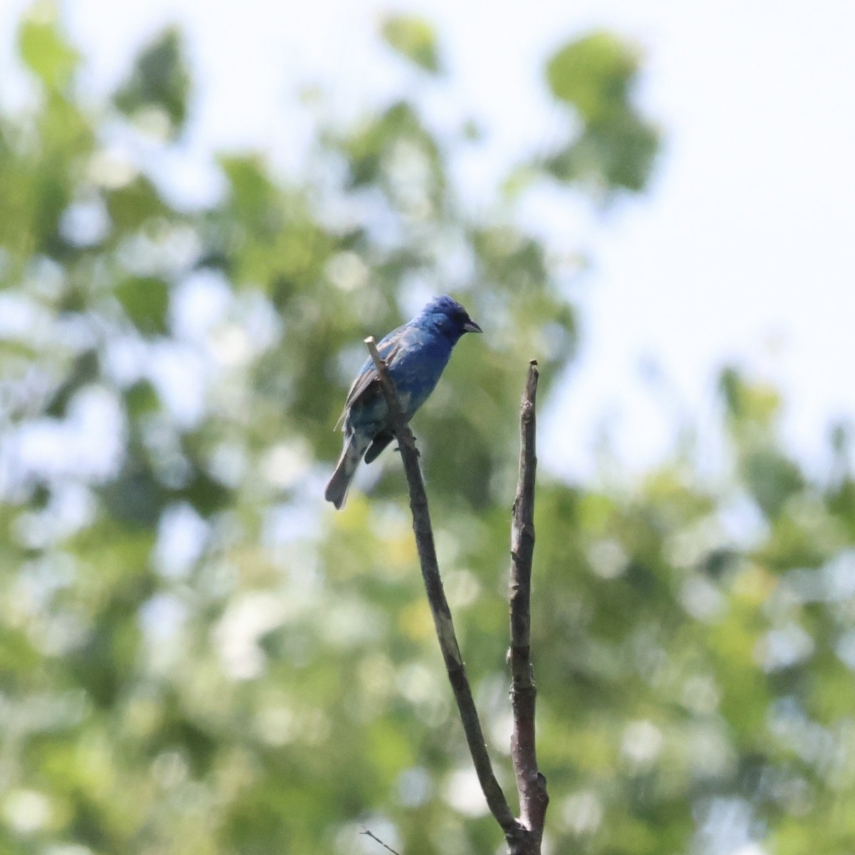 Passerin indigo - ML620498997