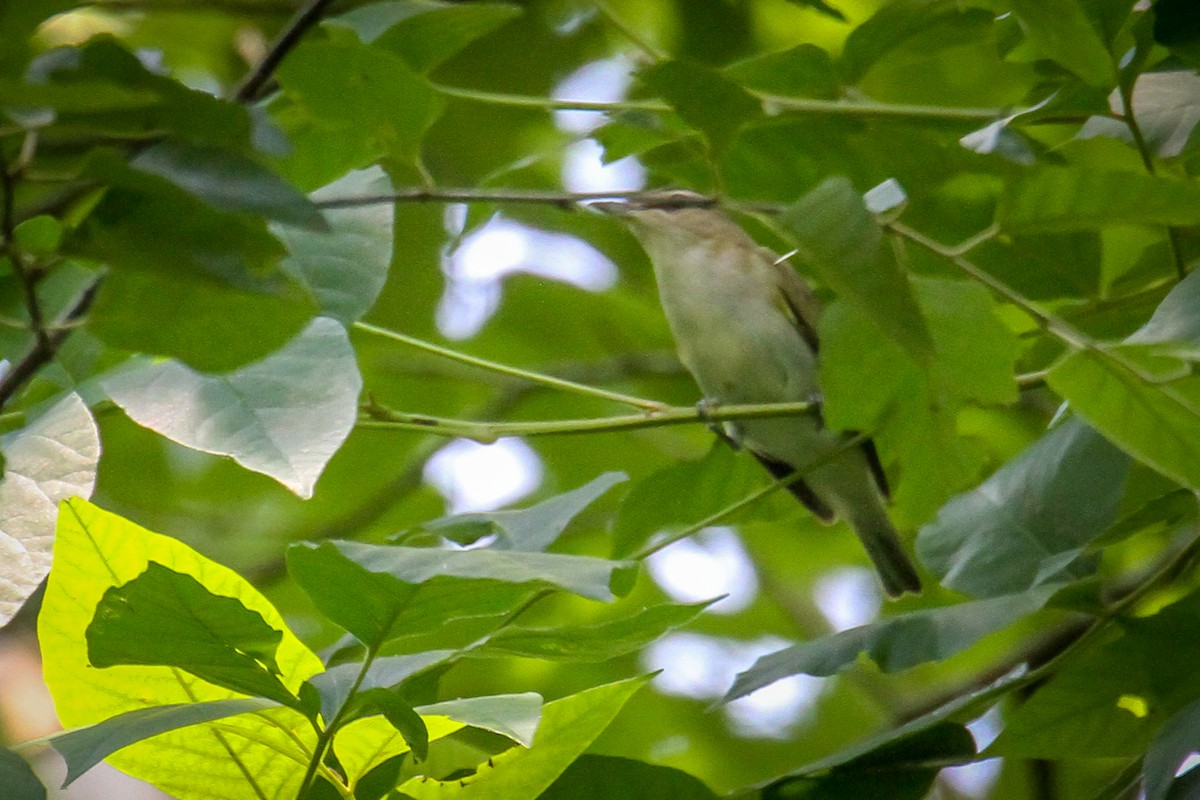 Red-eyed Vireo - ML620498998