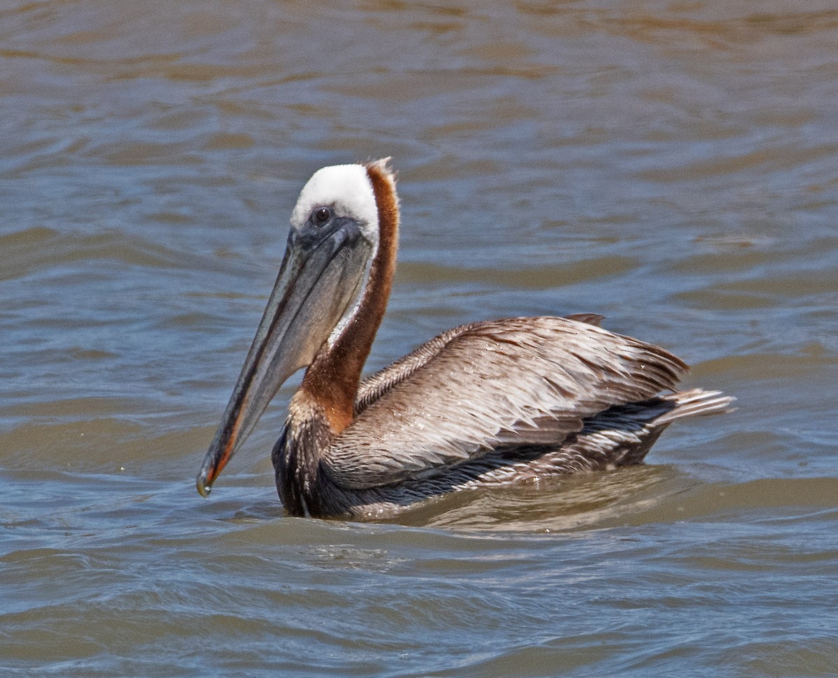 pelikán hnědý - ML620499001