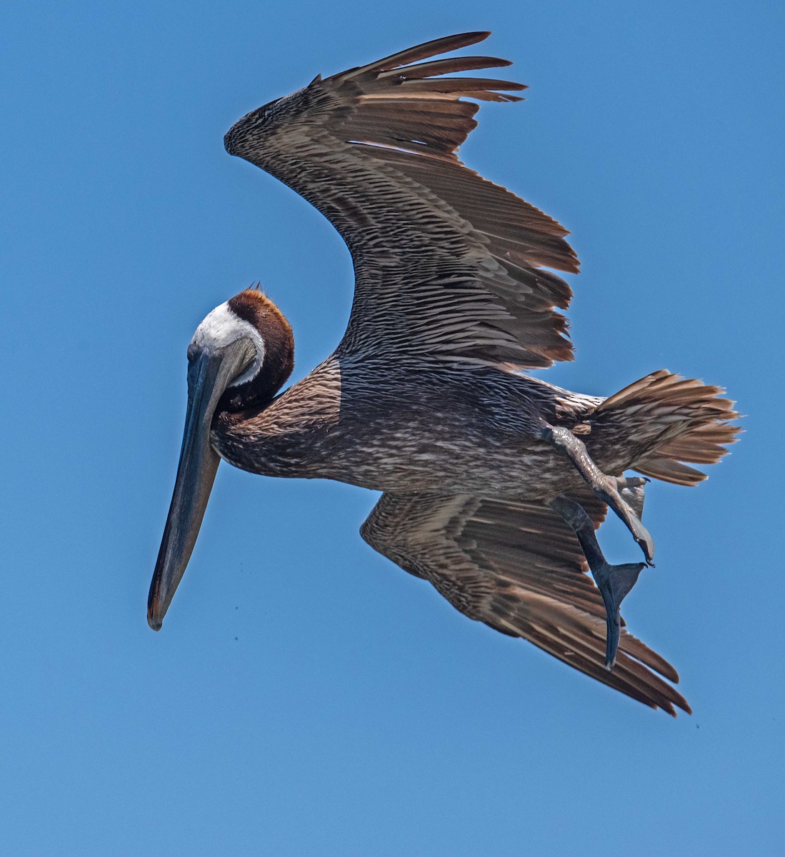 Brown Pelican - ML620499003