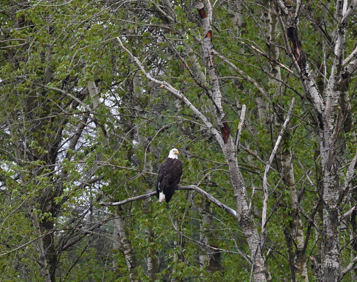 Bald Eagle - ML620499005
