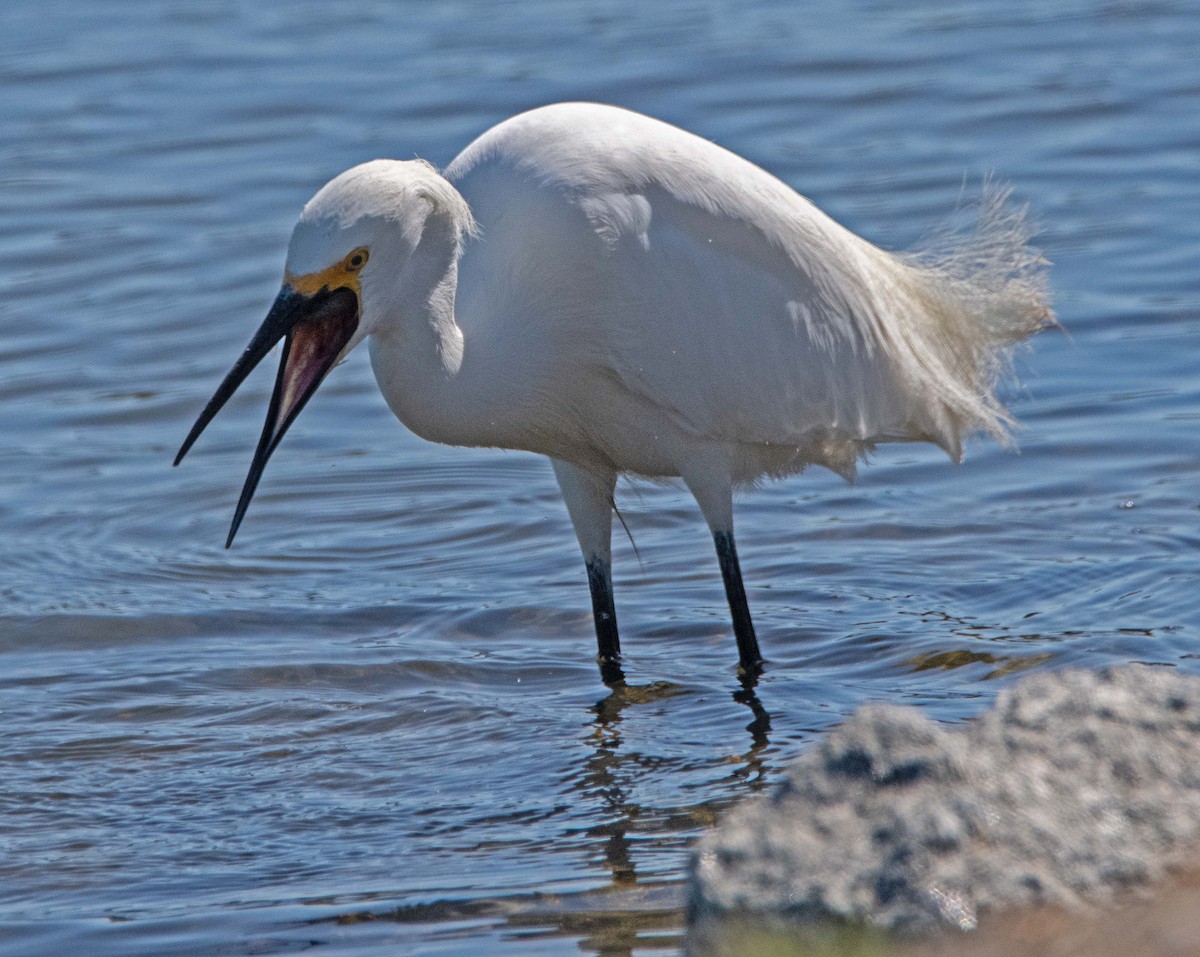 Snowy Egret - ML620499010