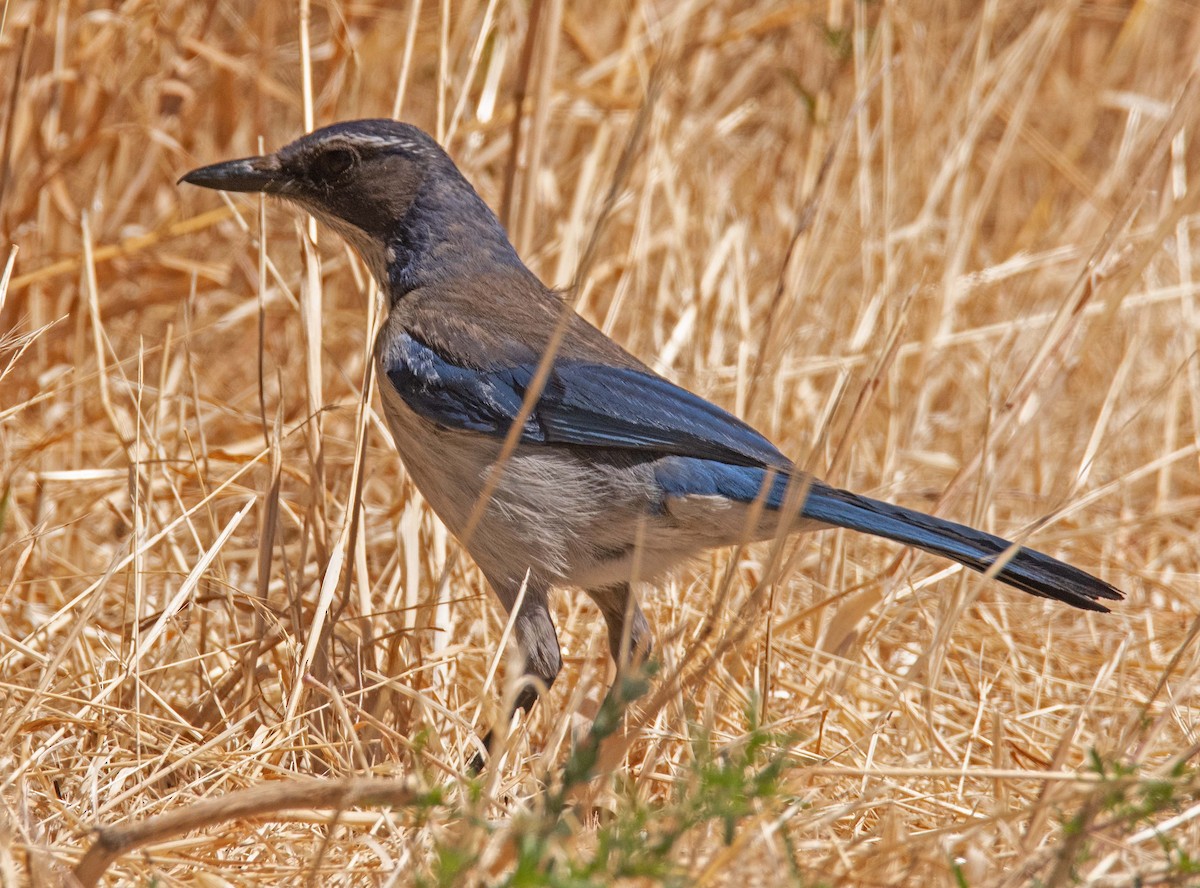 California Scrub-Jay - ML620499022