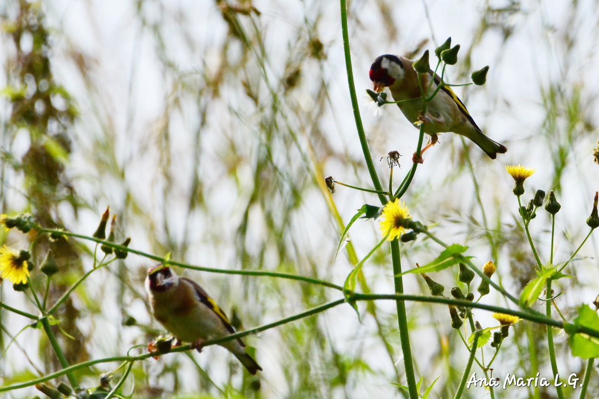 European Goldfinch - ML620499023