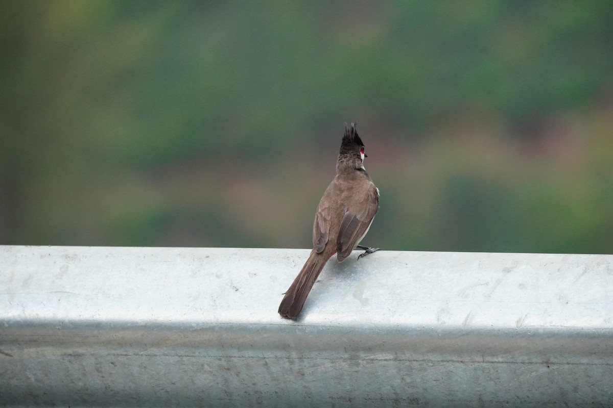 Red-whiskered Bulbul - ML620499024