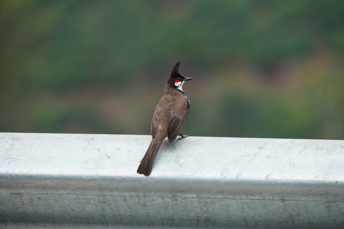 Red-whiskered Bulbul - ML620499025