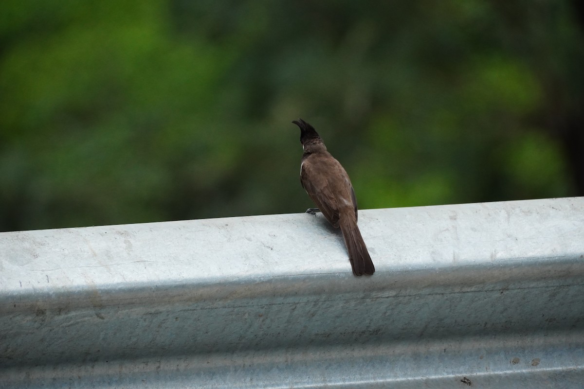 Red-whiskered Bulbul - ML620499026