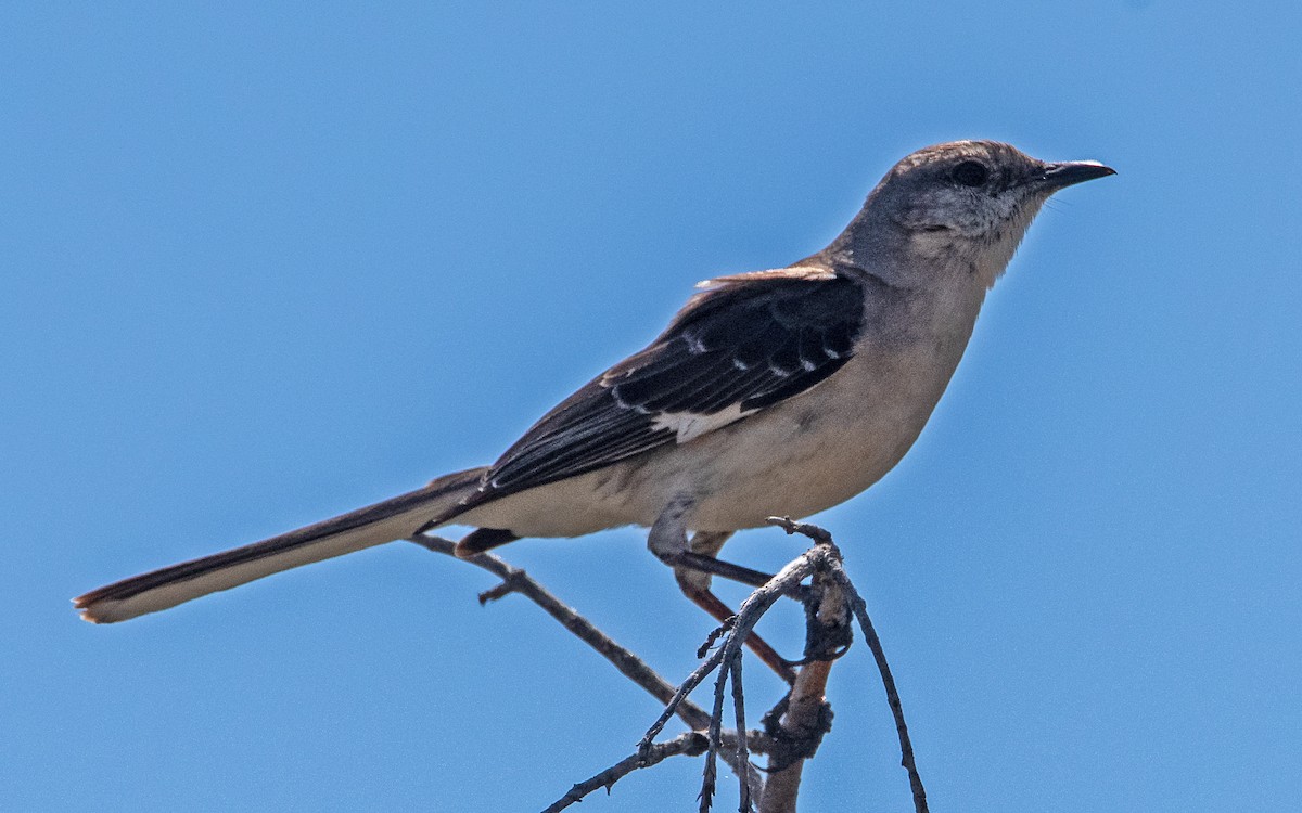 Northern Mockingbird - ML620499031