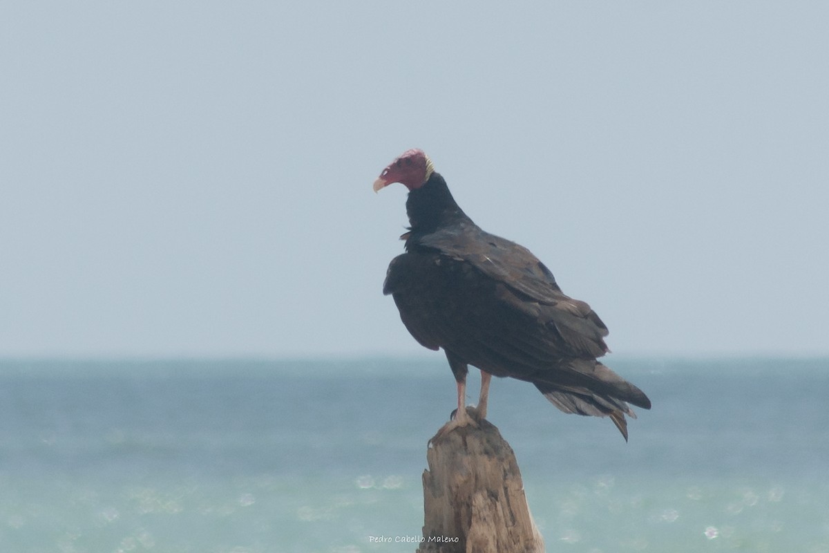 Turkey Vulture - ML620499032