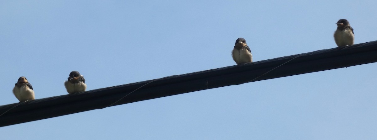 Barn Swallow - ML620499037