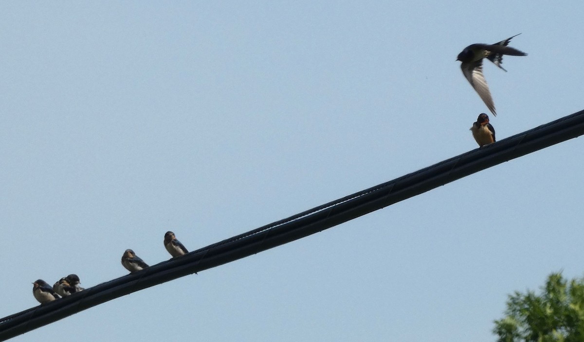 Barn Swallow - ML620499042