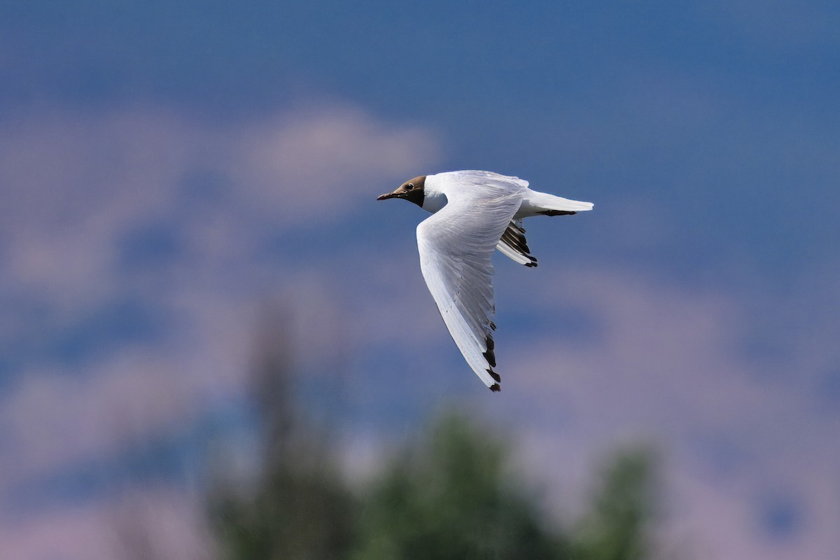 Mouette rieuse - ML620499043