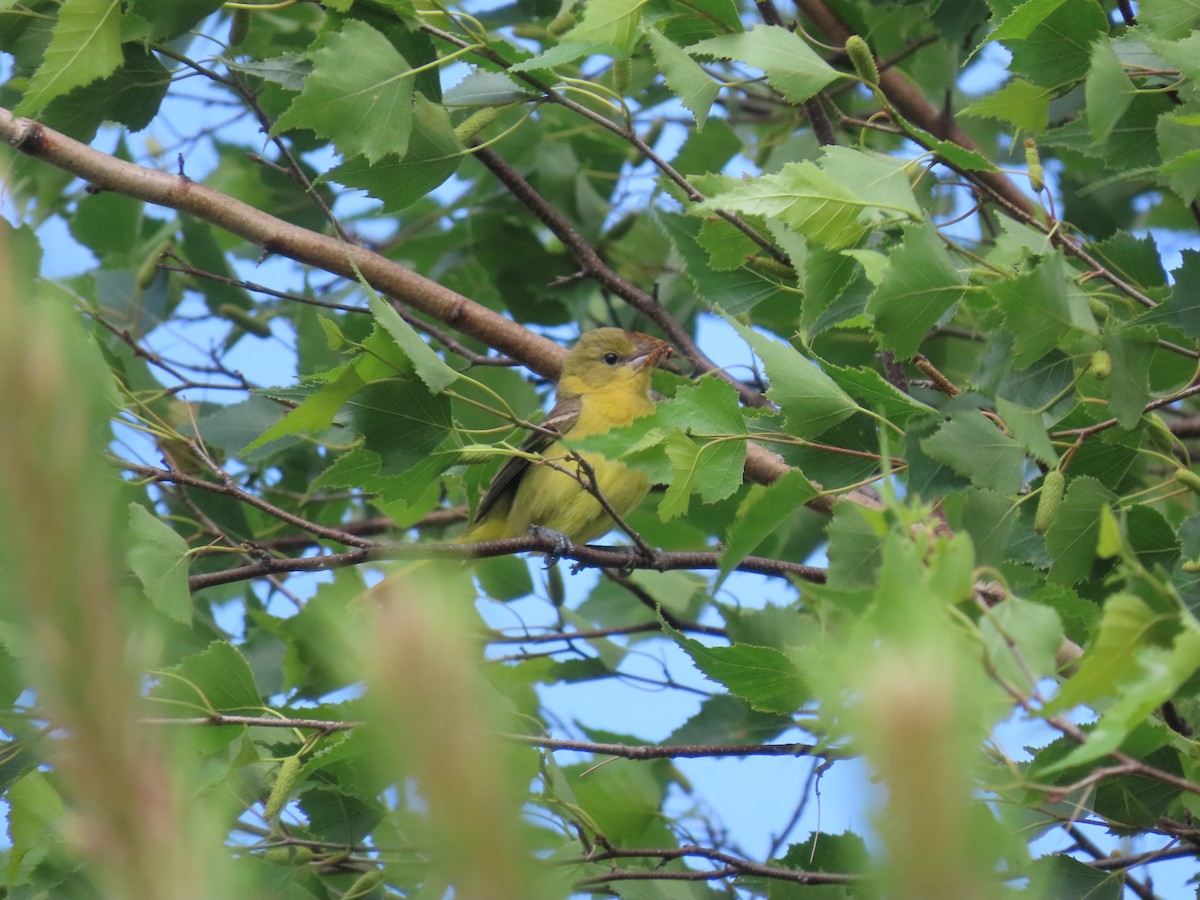 Orchard Oriole - ML620499044