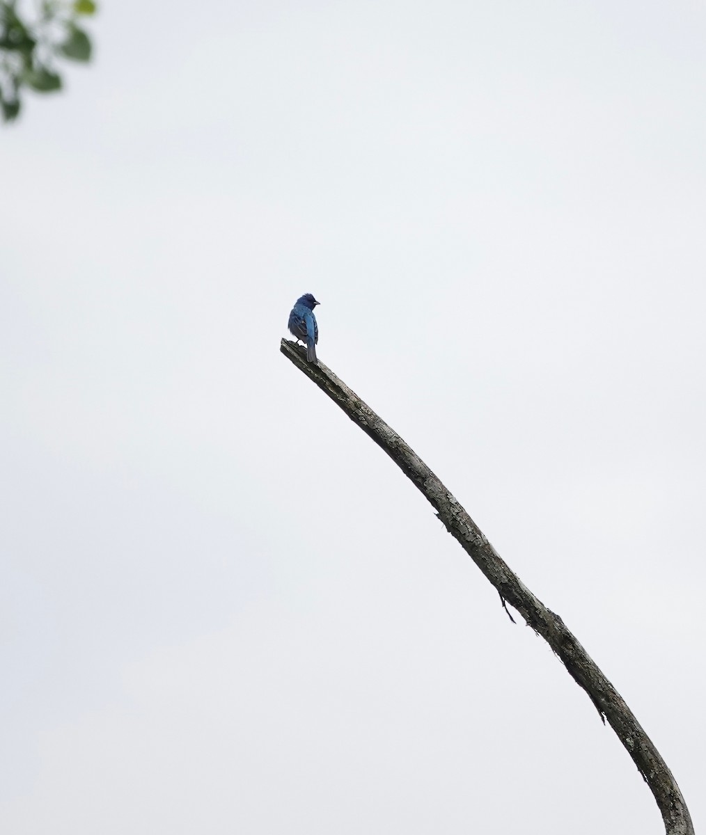 Indigo Bunting - ML620499045