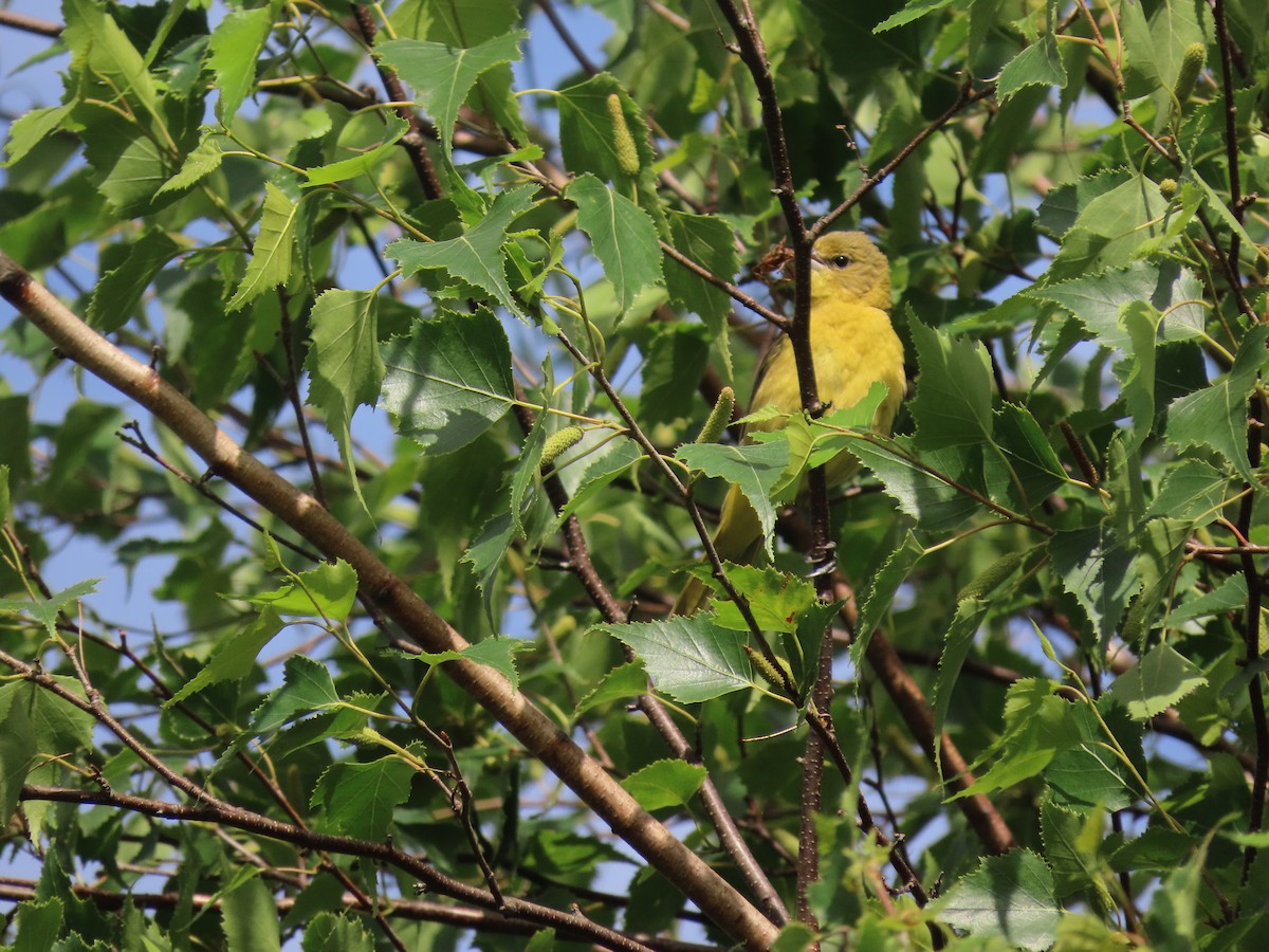 Orchard Oriole - ML620499046