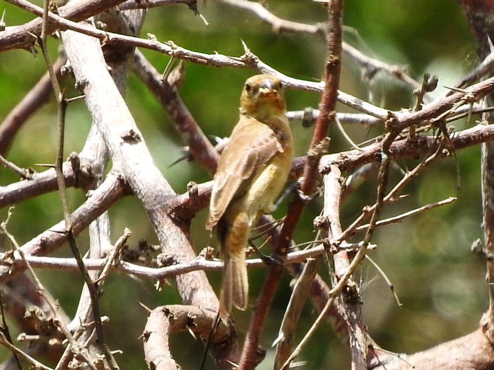 Ruddy-breasted Seedeater - ML620499048