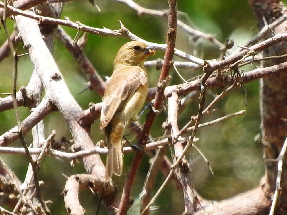 Semillero Pechirrufo - ML620499049