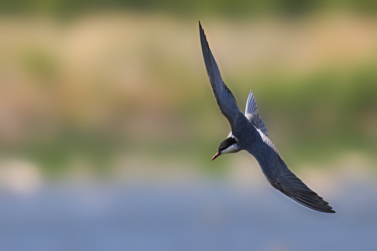 Whiskered Tern - ML620499055