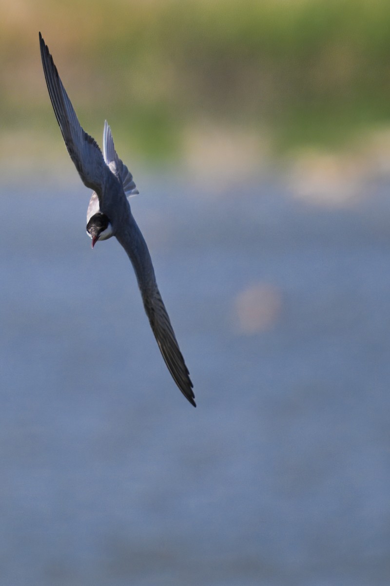 Whiskered Tern - ML620499058