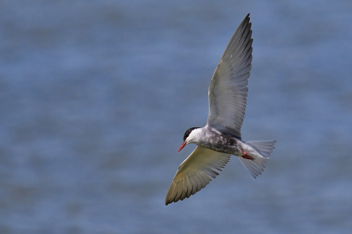 Whiskered Tern - ML620499060