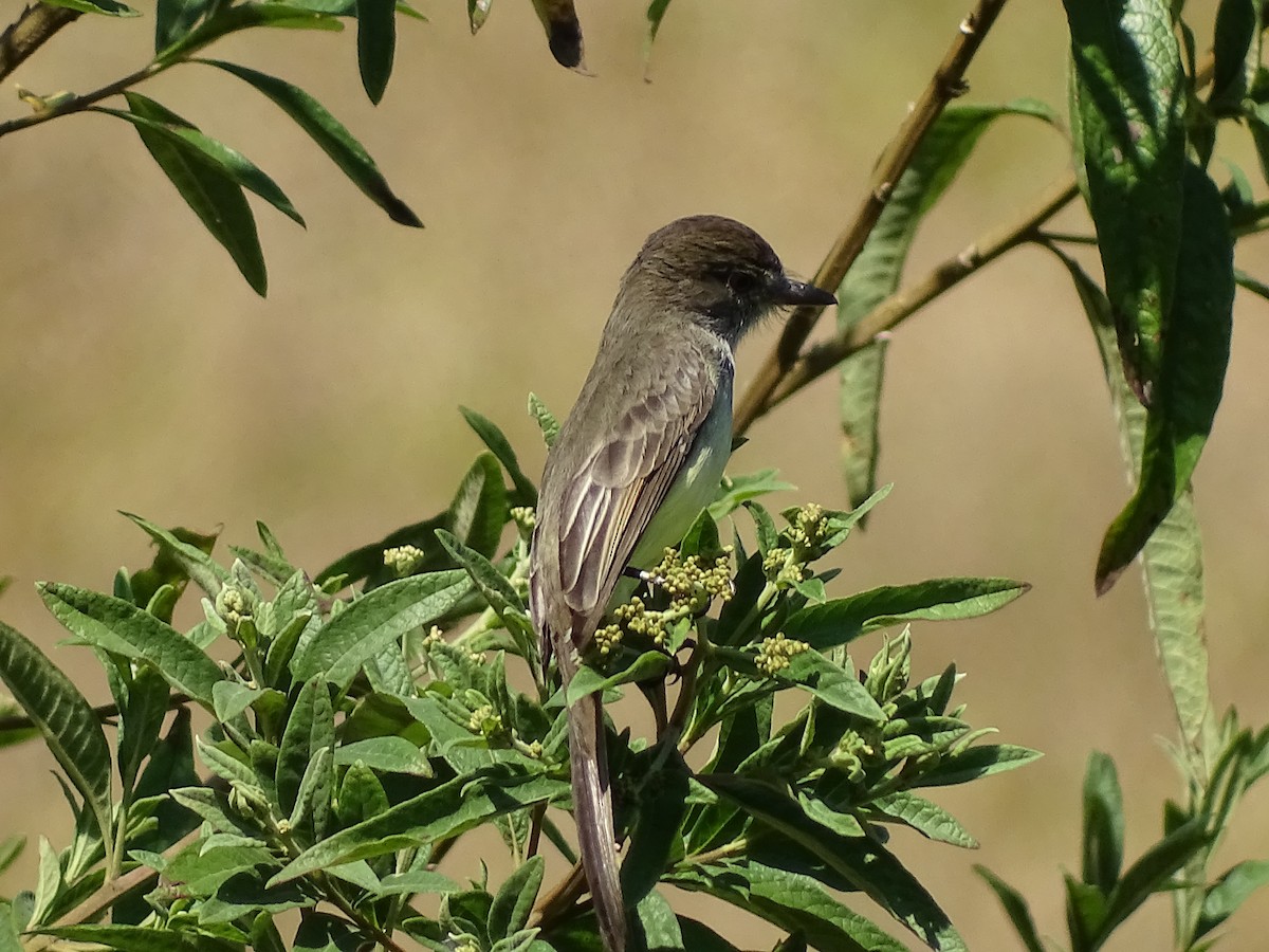 Short-crested Flycatcher - ML620499067