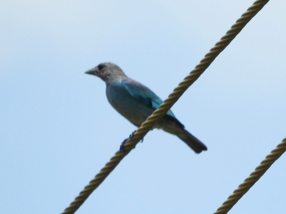 Glaucous Tanager - ML620499068