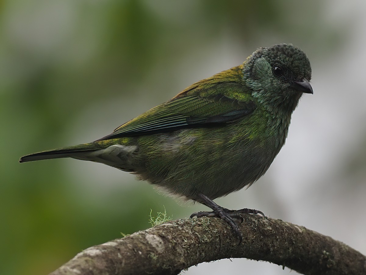 Black-capped Tanager - ML620499070