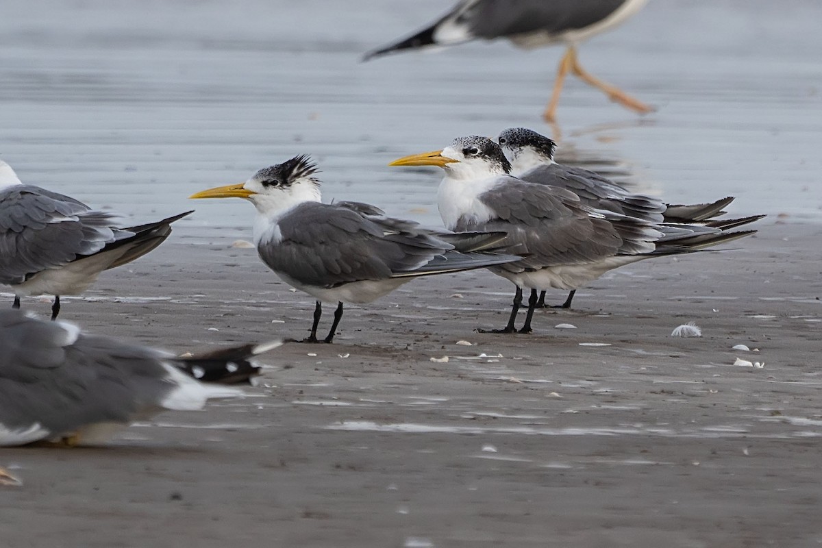 Great Crested Tern - ML620499091