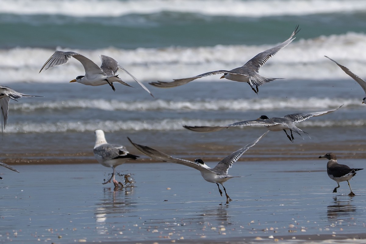 Great Crested Tern - ML620499092
