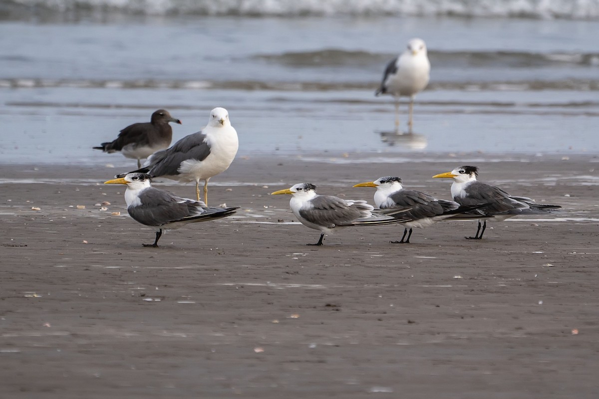 Great Crested Tern - ML620499093