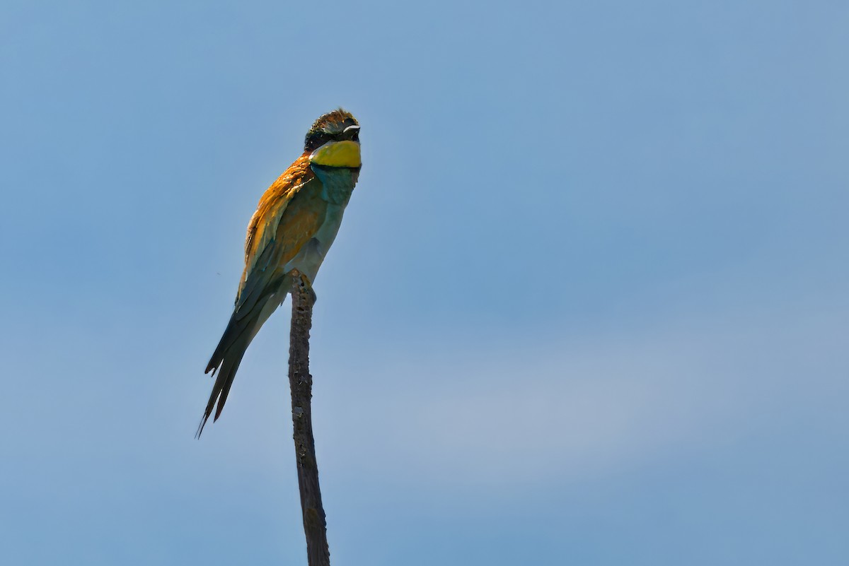 European Bee-eater - ML620499096