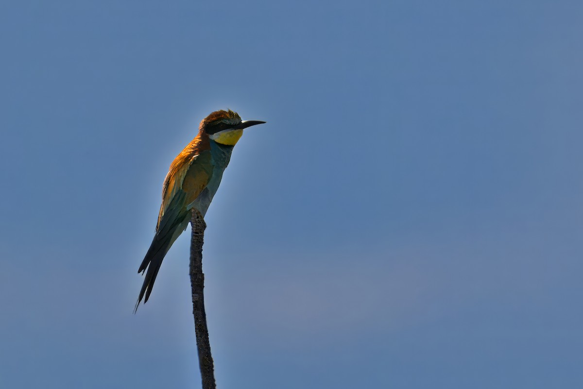 European Bee-eater - ML620499097