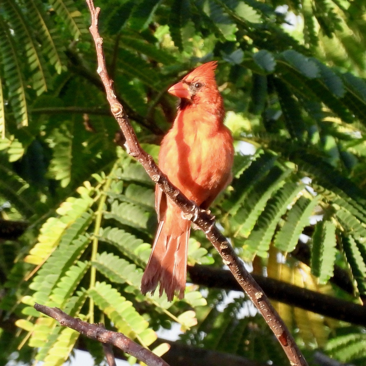 Northern Cardinal - ML620499099