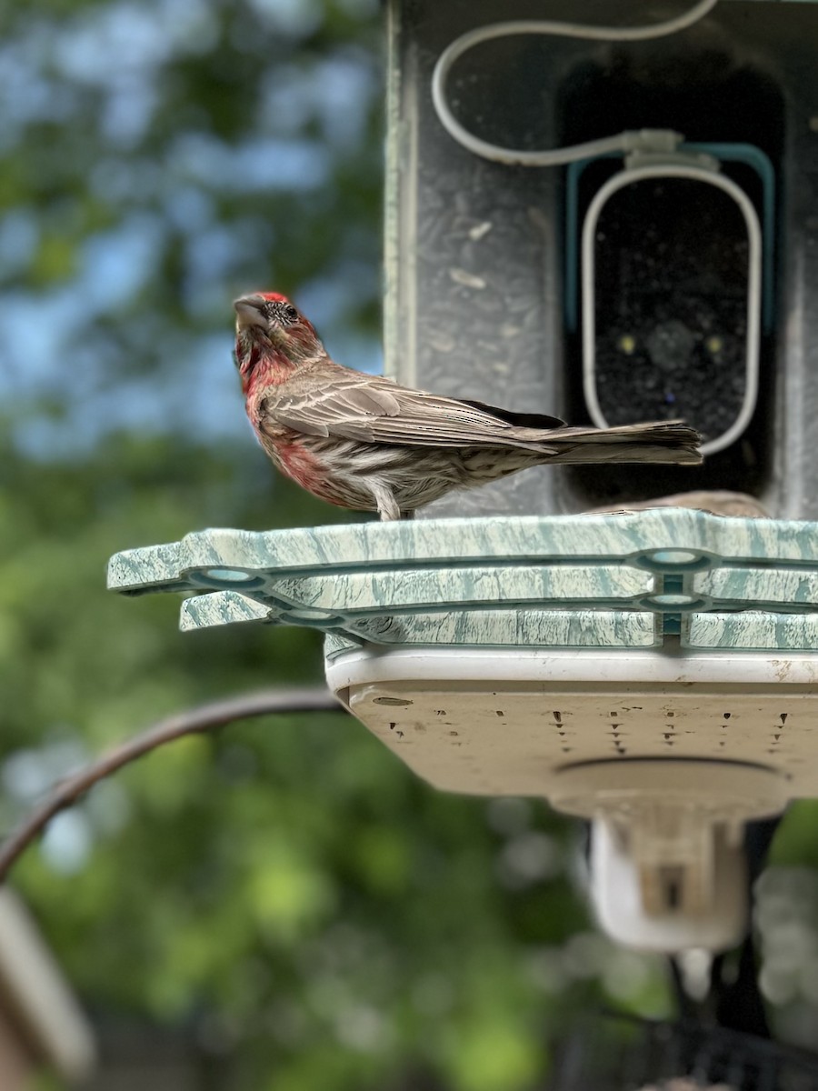 House Finch - ML620499101