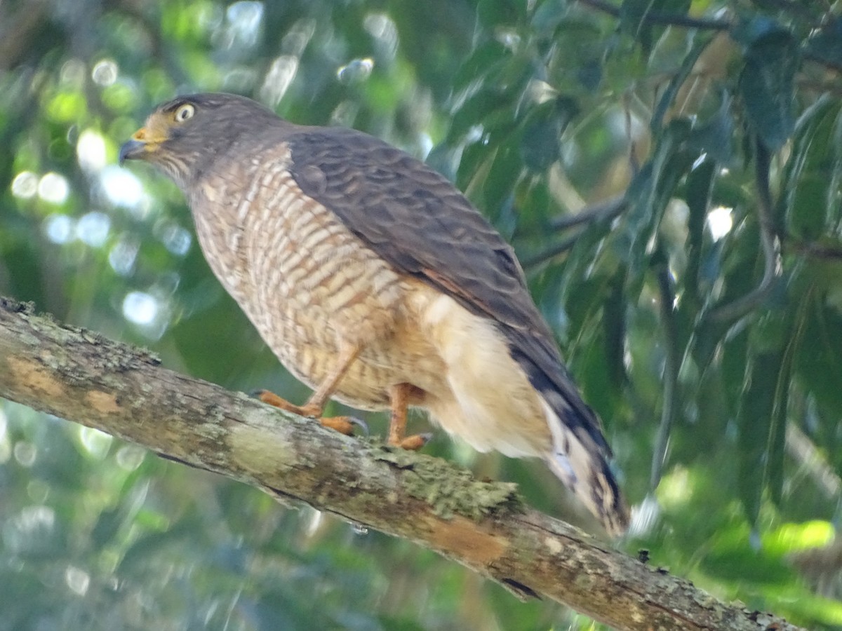 Roadside Hawk - ML620499102