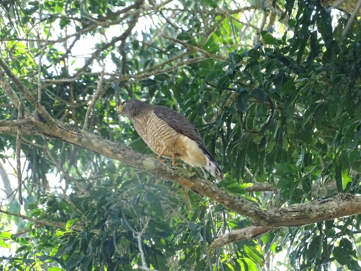 Roadside Hawk - ML620499103