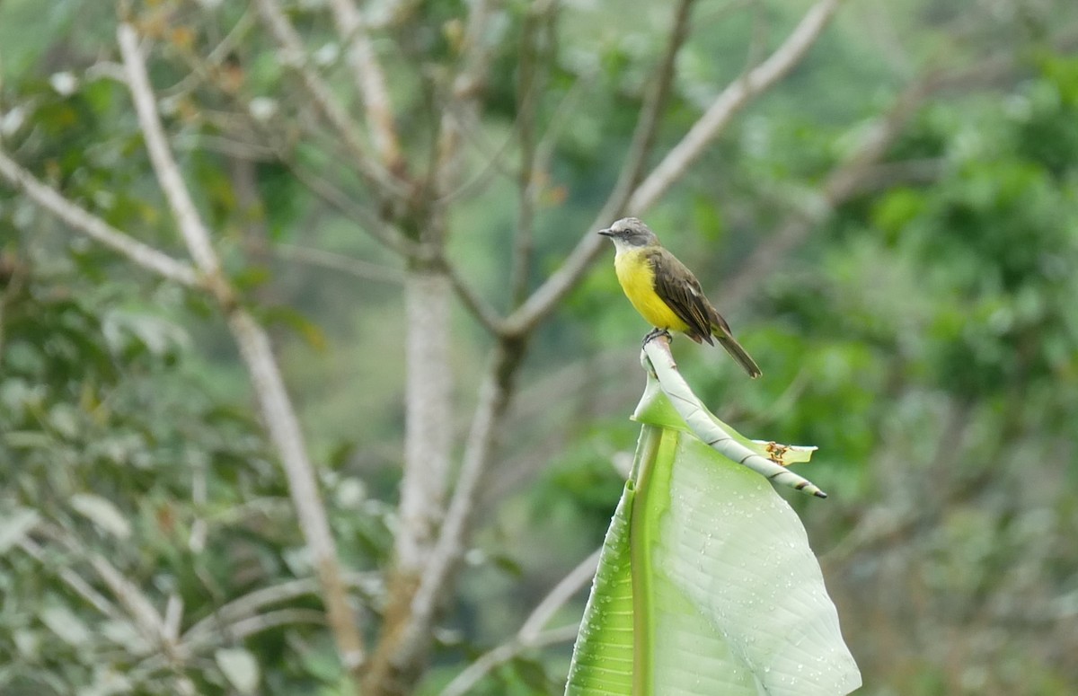Gray-capped Flycatcher - ML620499104