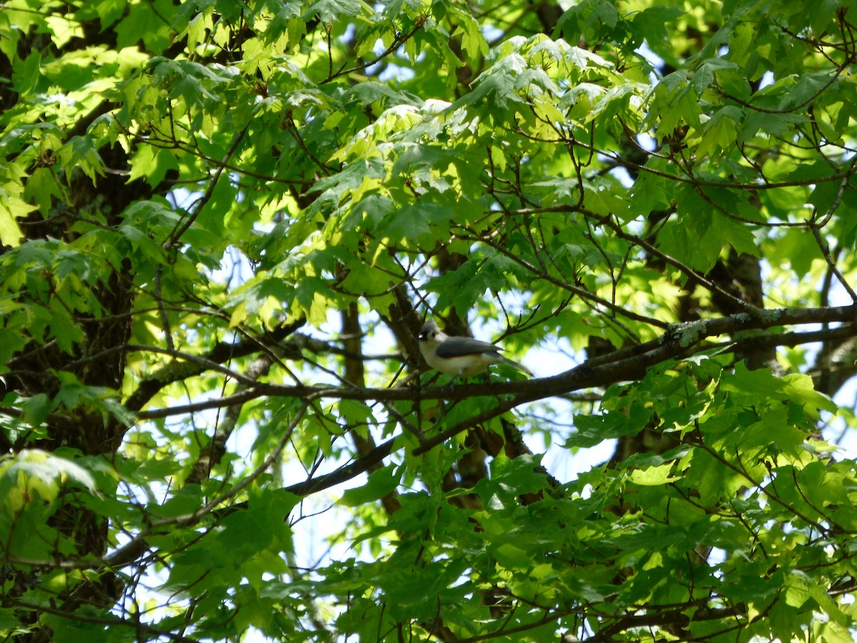 Tufted Titmouse - ML620499108