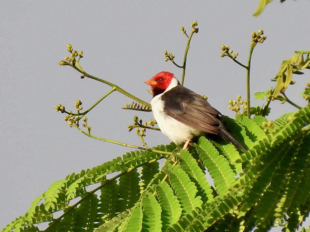 Yellow-billed Cardinal - ML620499109