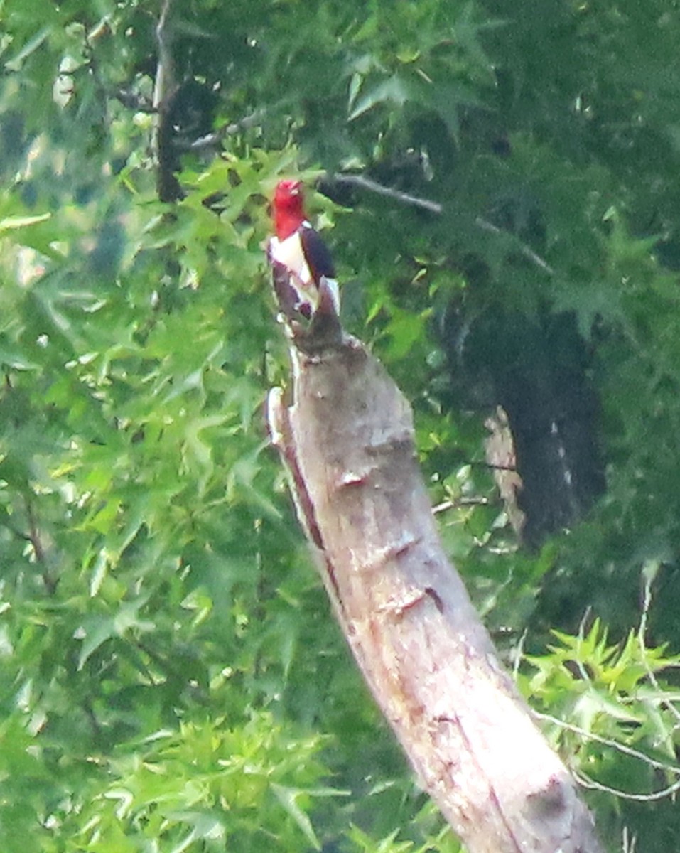 Red-headed Woodpecker - ML620499111